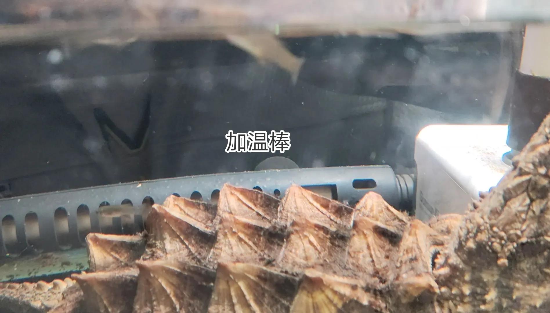 龟苗不适合冬眠,天气温度低容易腐皮、感冒、肺炎,怎么治疗(图10) 阳台养乌龟怎么保温_乌龟阳台保温养几天_乌龟阳台保温养殖方法