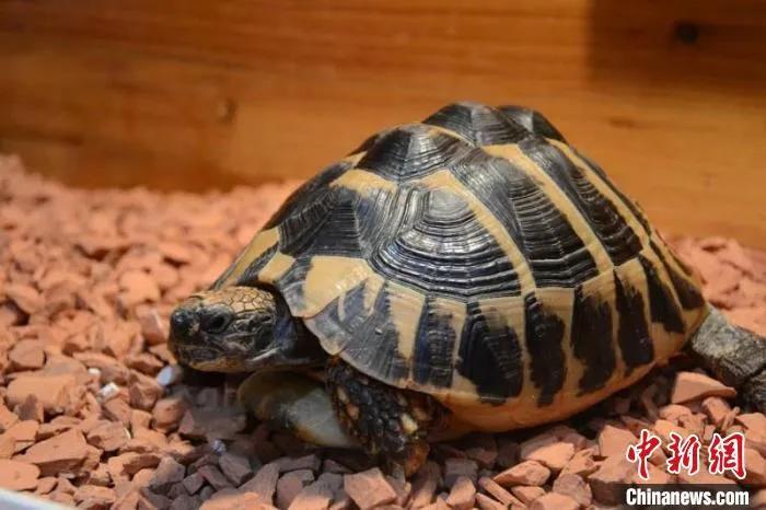 苏卡达陆龟、赫曼陆龟、辐射陆龟,3“龟迷”买龟获罪(图1) 阳台养乌龟怎么保温_乌龟放阳台温差大吗_乌龟阳台保温养殖方法