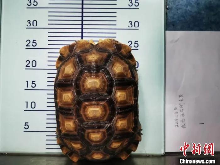 苏卡达陆龟、赫曼陆龟、辐射陆龟,3“龟迷”买龟获罪(图2) 乌龟放阳台温差大吗_乌龟阳台保温养殖方法_阳台养乌龟怎么保温