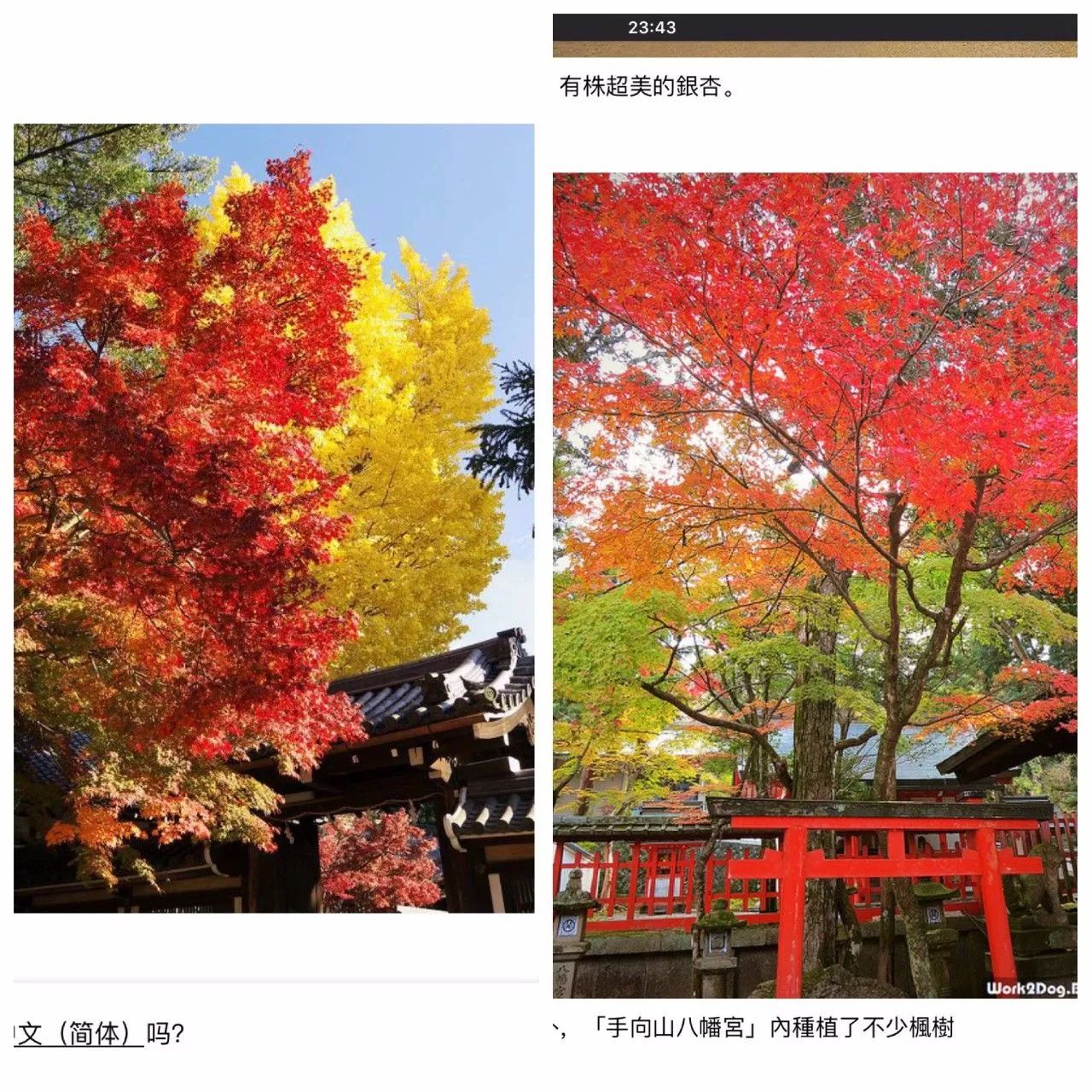 红叶伞官网_红叶伞修理_红叶伞多少钱一把
