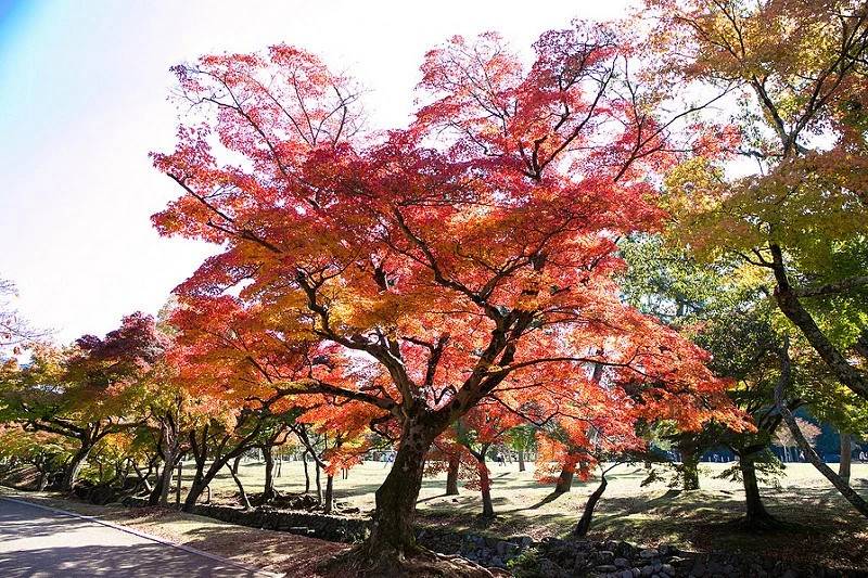 红叶伞官网_红叶伞修理_红叶伞多少钱一把