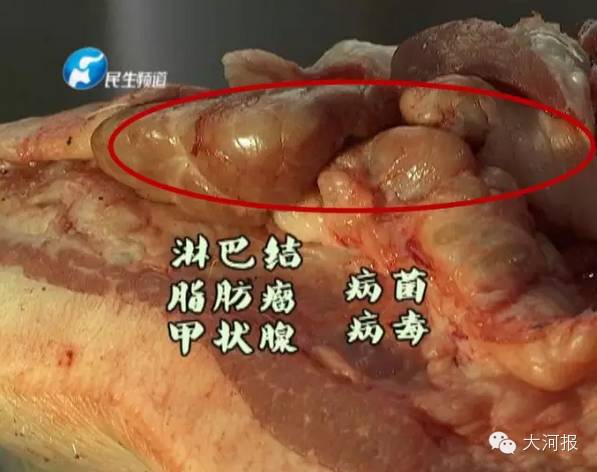 面蒸饺怎么和面_蒸饺的面_面蒸饺蒸几分钟