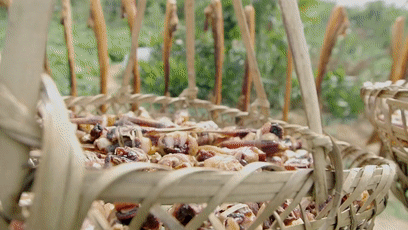 臭屁醋、柱候鸡、禾秆盖珍珠……佛山美食上央视!(图5) 节目的截屏_美食节目截图_节目截图美食视频