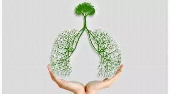 铁棍山药的十大功效(图7) 菜山药的功效与作用_山药菜_山药菜的功效