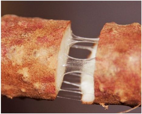 铁棍山药的十大功效(图10) 菜山药的功效与作用_山药菜_山药菜的功效