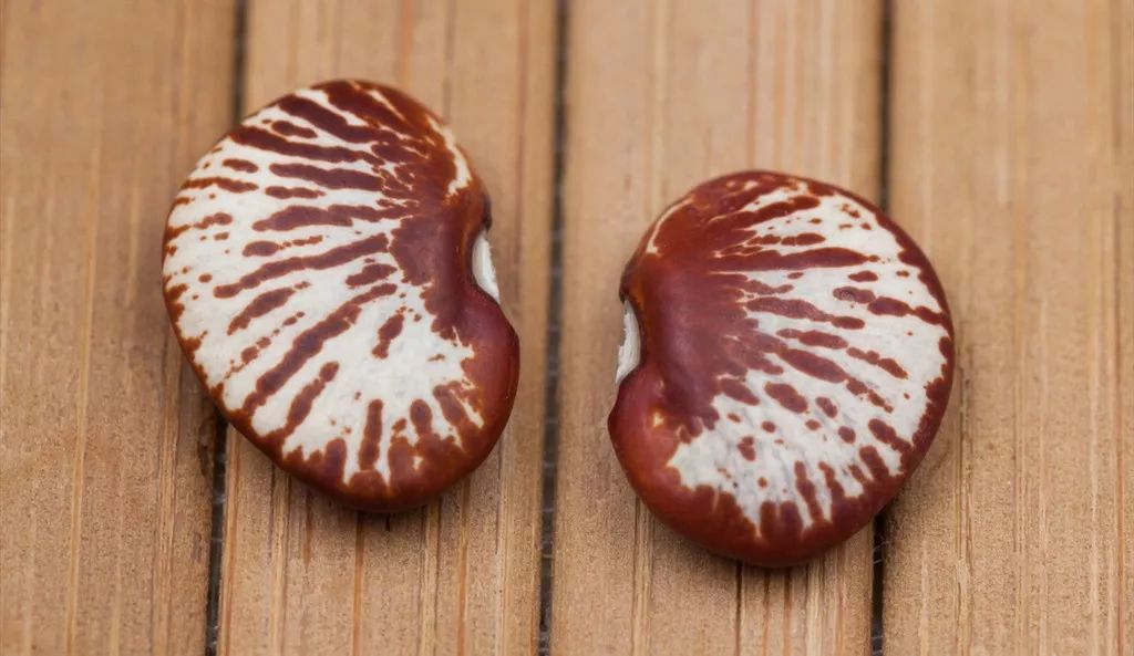 铁棍山药的十大功效(图11) 山药菜的功效_山药菜_菜山药的功效与作用