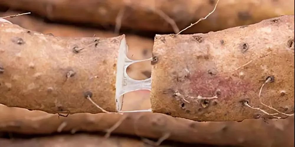 真正的铁棍山药,有这十大功效(图5) 菜山药的功效与作用_山药菜_山药菜功效作用与主治