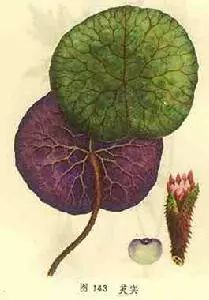 它的补肾效果比山药还强(图1) 山药菜功效作用与禁忌_山药菜功效作用是什么_菜山药的功效与作用