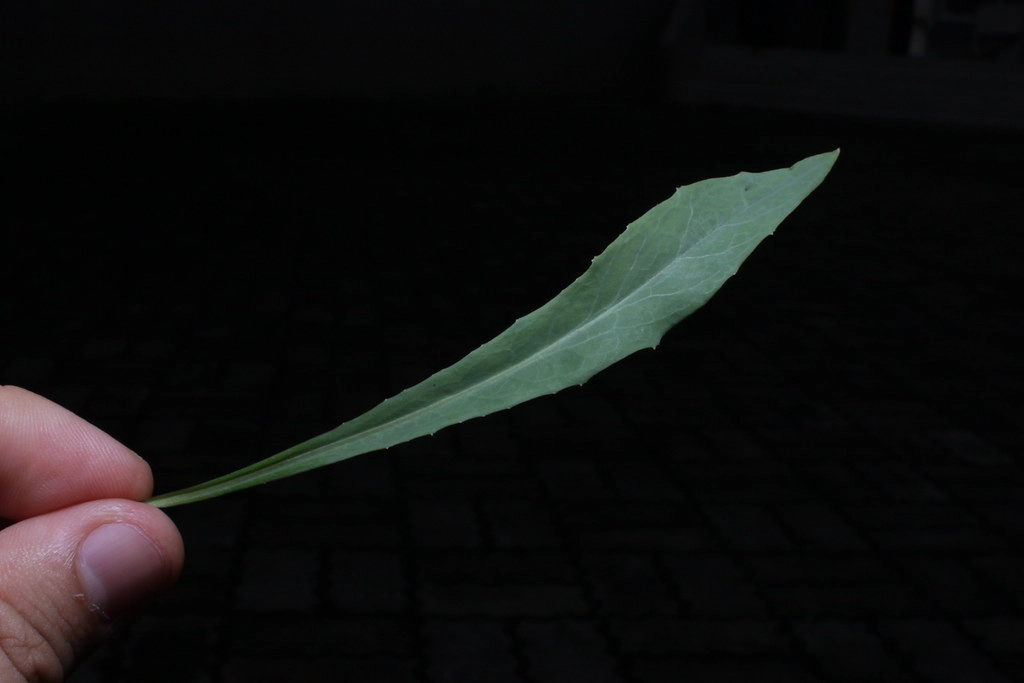 (中华苦荬菜 叶)(图1) 小苦荬菜属_山苦荬和苦荬菜的区别_苦荬菜