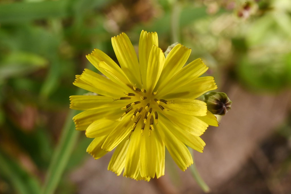 (中华苦荬菜 叶)(图2) 小苦荬菜属_苦荬菜_山苦荬和苦荬菜的区别