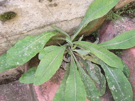 (中华苦荬菜 叶)(图4) 苦荬菜_山苦荬和苦荬菜的区别_小苦荬菜属