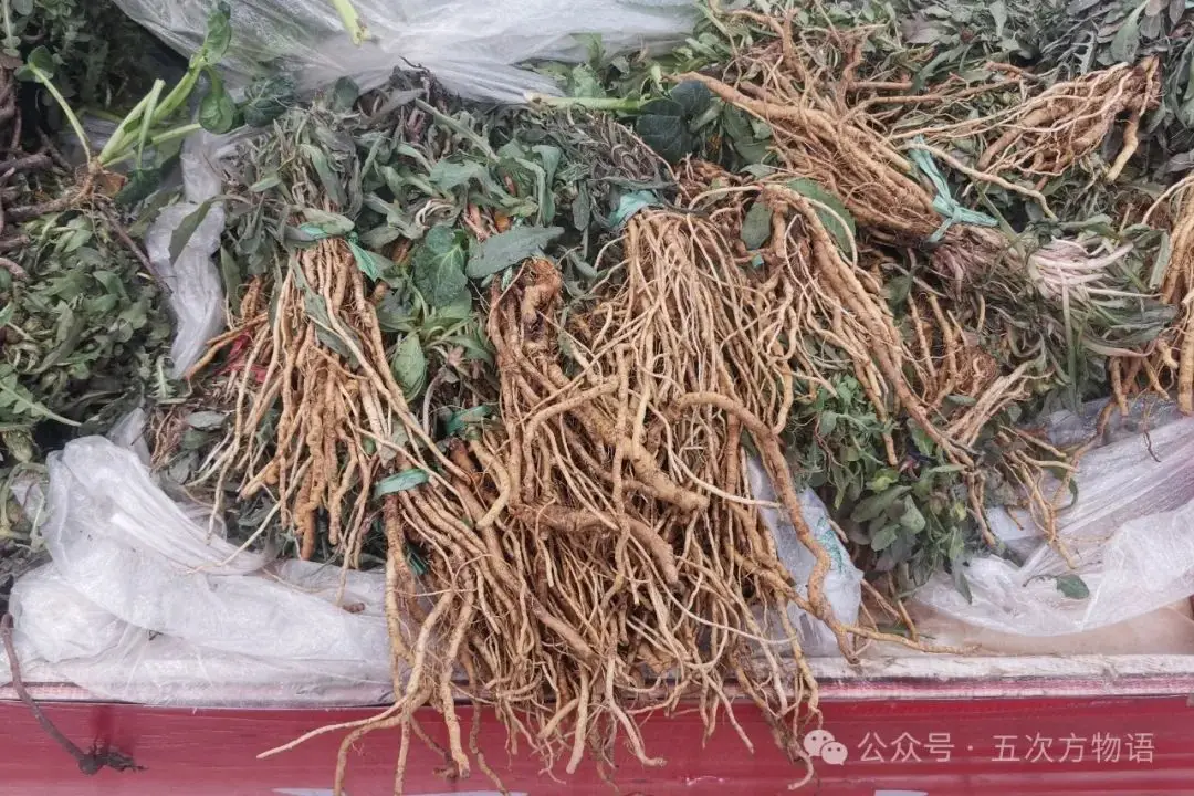 苦菜、苦苣菜、苦荬菜,还有苦麻菜、曲麻菜,你能分得清?(图1) 黄鹌菜和苦荬菜怎么分_苦荬菜种植技术_苦荬菜