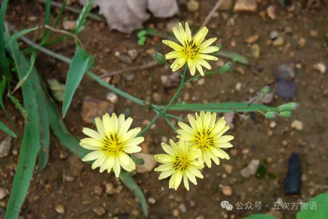 苦菜、苦苣菜、苦荬菜,还有苦麻菜、曲麻菜,你能分得清?(图2) 黄鹌菜和苦荬菜怎么分_苦荬菜种植技术_苦荬菜