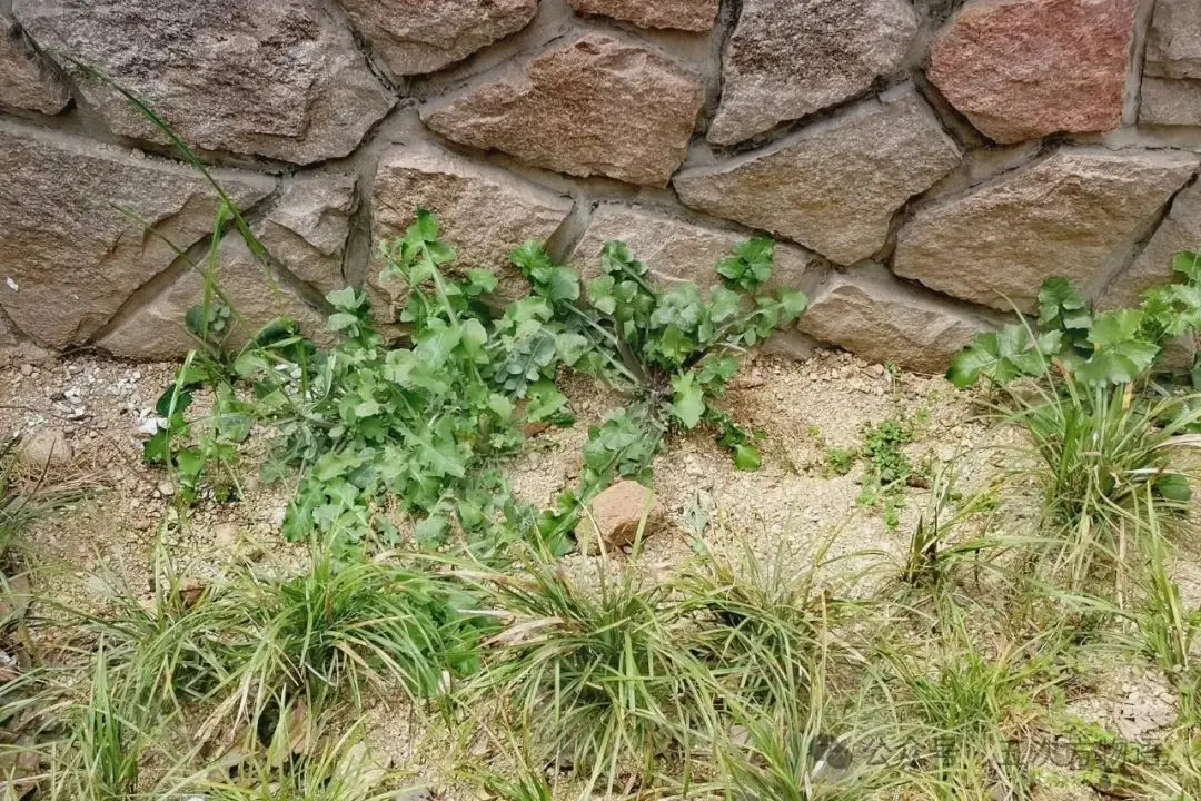 苦菜、苦苣菜、苦荬菜,还有苦麻菜、曲麻菜,你能分得清?(图11) 苦荬菜种植技术_苦荬菜_黄鹌菜和苦荬菜怎么分