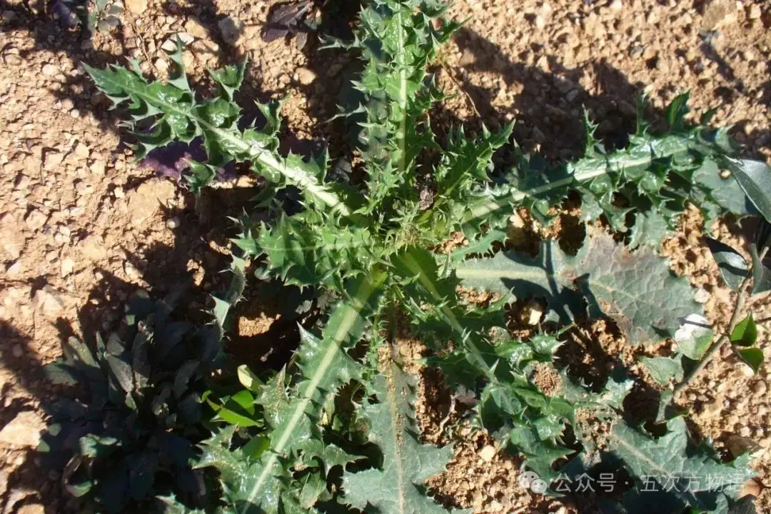 苦菜、苦苣菜、苦荬菜,还有苦麻菜、曲麻菜,你能分得清?(图12) 黄鹌菜和苦荬菜怎么分_苦荬菜_苦荬菜种植技术