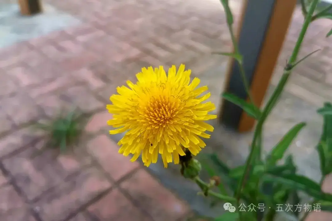 苦菜、苦苣菜、苦荬菜,还有苦麻菜、曲麻菜,你能分得清?(图13) 黄鹌菜和苦荬菜怎么分_苦荬菜种植技术_苦荬菜