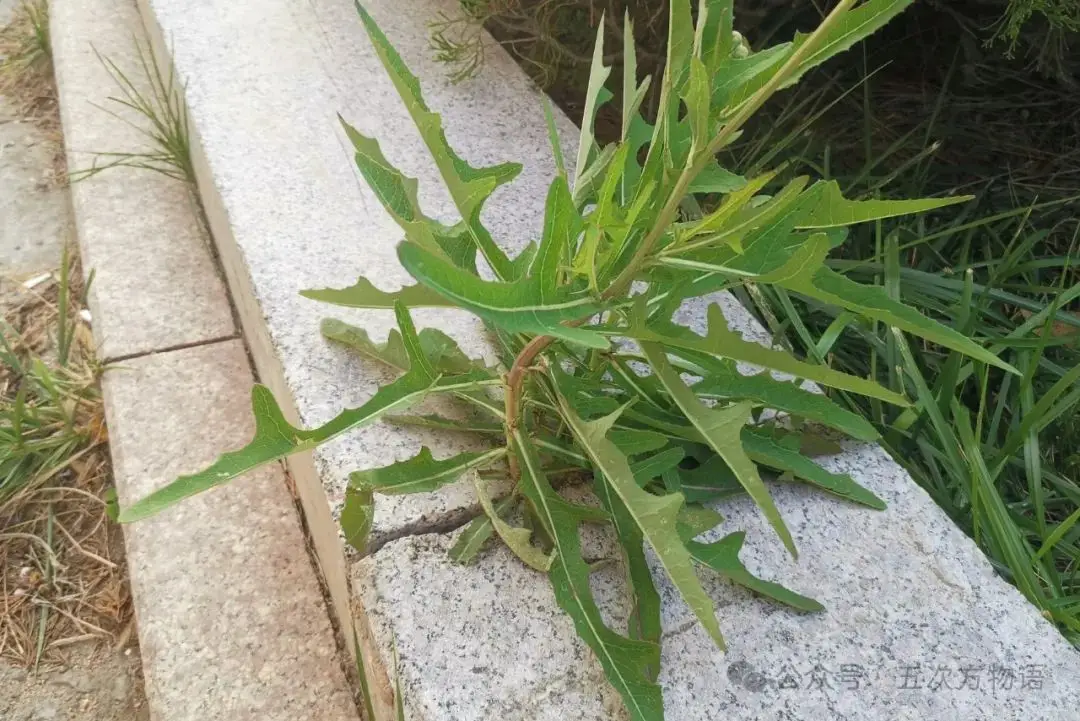 苦菜、苦苣菜、苦荬菜,还有苦麻菜、曲麻菜,你能分得清?(图15) 苦荬菜_黄鹌菜和苦荬菜怎么分_苦荬菜种植技术