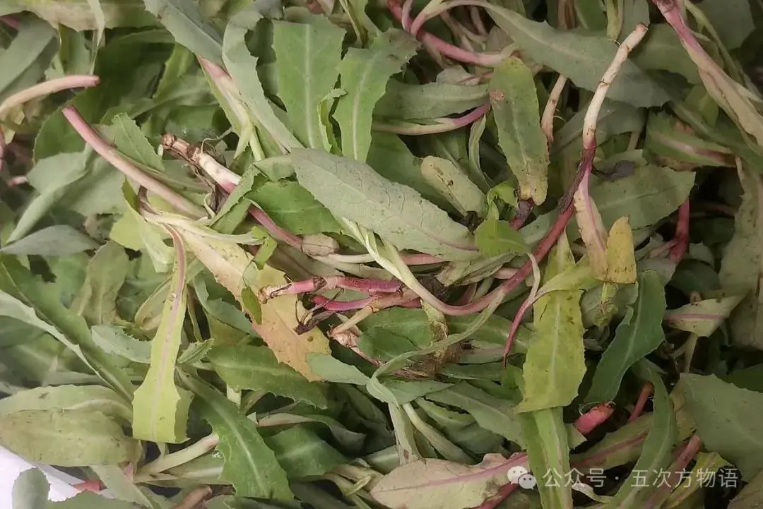 苦菜、苦苣菜、苦荬菜,还有苦麻菜、曲麻菜,你能分得清?(图16) 黄鹌菜和苦荬菜怎么分_苦荬菜种植技术_苦荬菜