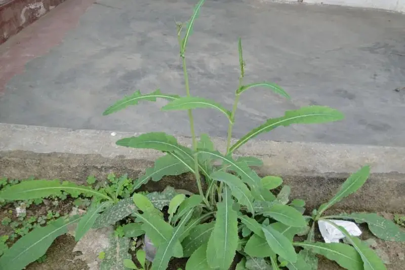 苦菜、苦苣菜、苦荬菜,还有苦麻菜、曲麻菜,你能分得清?(图17) 苦荬菜_苦荬菜种植技术_黄鹌菜和苦荬菜怎么分