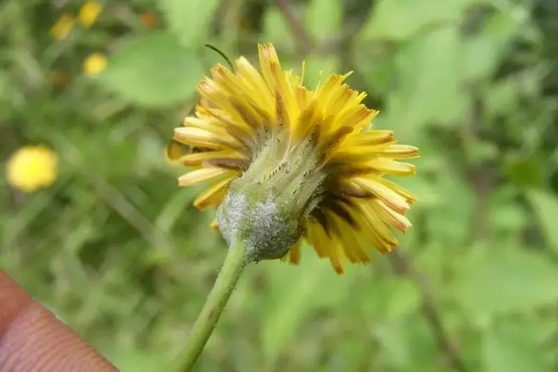 苦菜、苦苣菜、苦荬菜,还有苦麻菜、曲麻菜,你能分得清?(图18) 黄鹌菜和苦荬菜怎么分_苦荬菜种植技术_苦荬菜