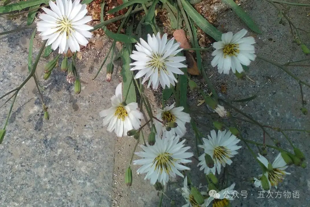 苦菜、苦苣菜、苦荬菜,还有苦麻菜、曲麻菜,你能分得清?(图3) 苦荬菜_黄鹌菜和苦荬菜怎么分_苦荬菜种植技术