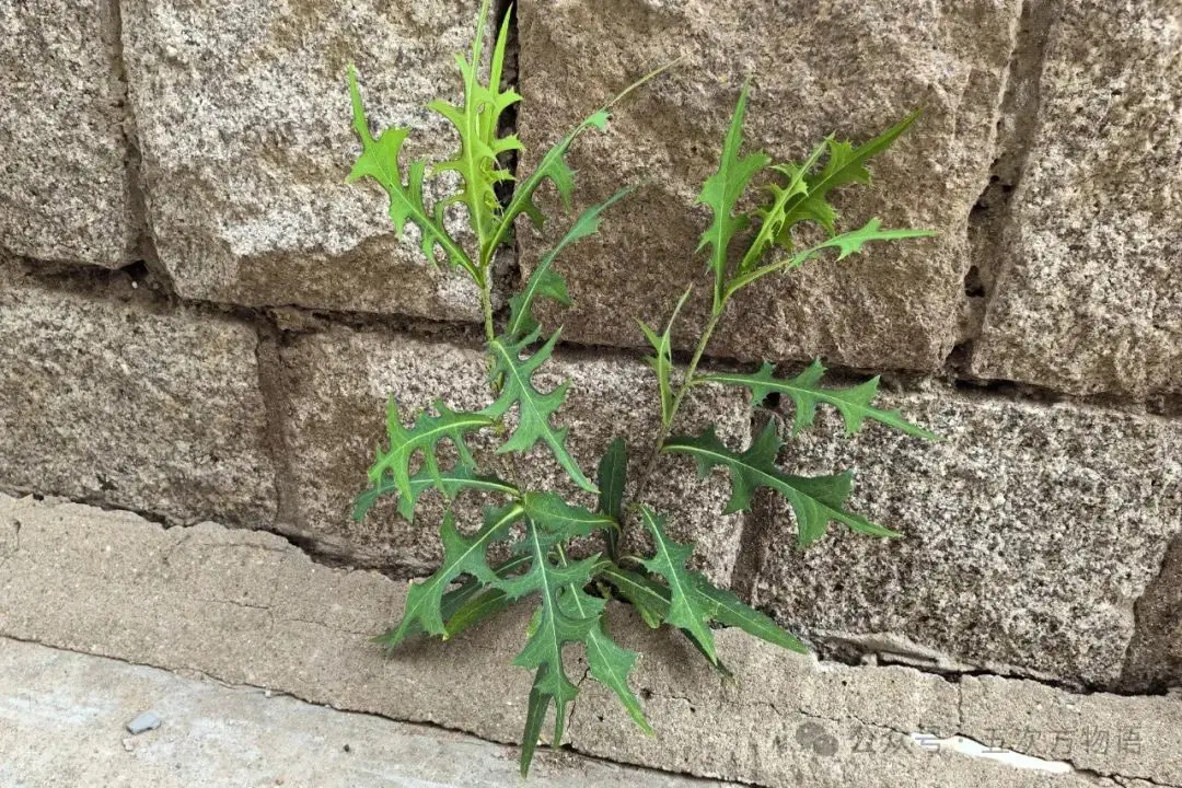 苦菜、苦苣菜、苦荬菜,还有苦麻菜、曲麻菜,你能分得清?(图21) 黄鹌菜和苦荬菜怎么分_苦荬菜_苦荬菜种植技术