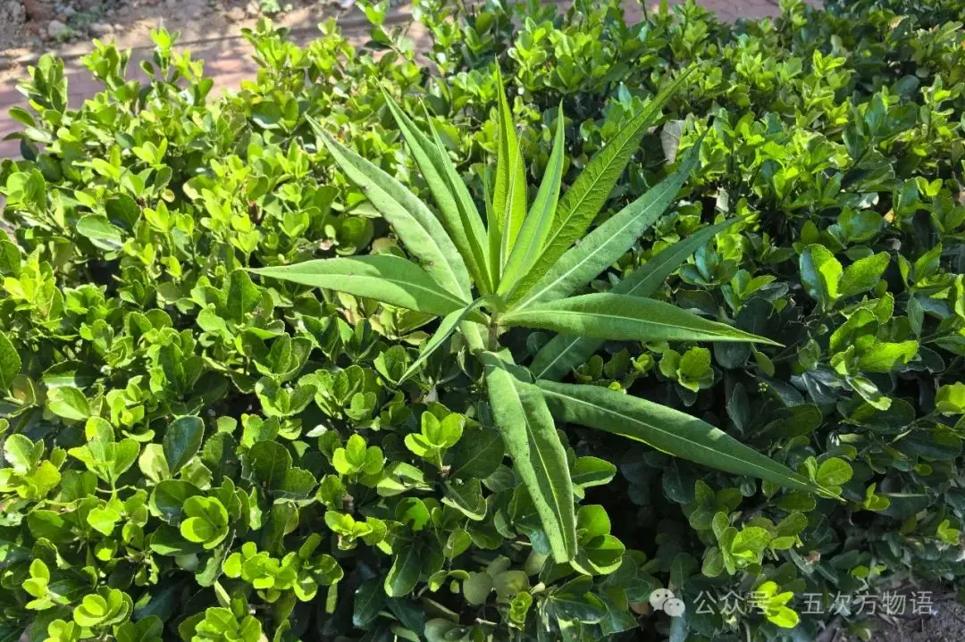 苦菜、苦苣菜、苦荬菜,还有苦麻菜、曲麻菜,你能分得清?(图22) 苦荬菜种植技术_黄鹌菜和苦荬菜怎么分_苦荬菜