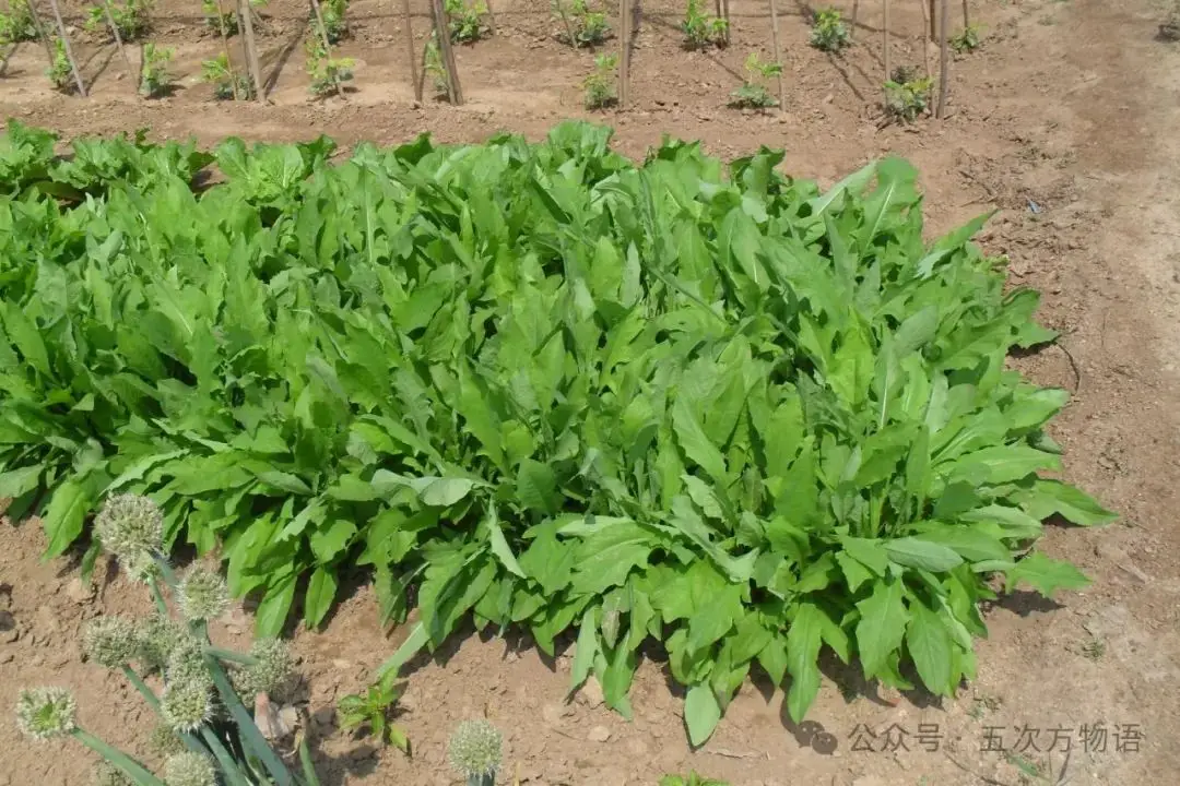 苦菜、苦苣菜、苦荬菜,还有苦麻菜、曲麻菜,你能分得清?(图23) 苦荬菜_苦荬菜种植技术_黄鹌菜和苦荬菜怎么分