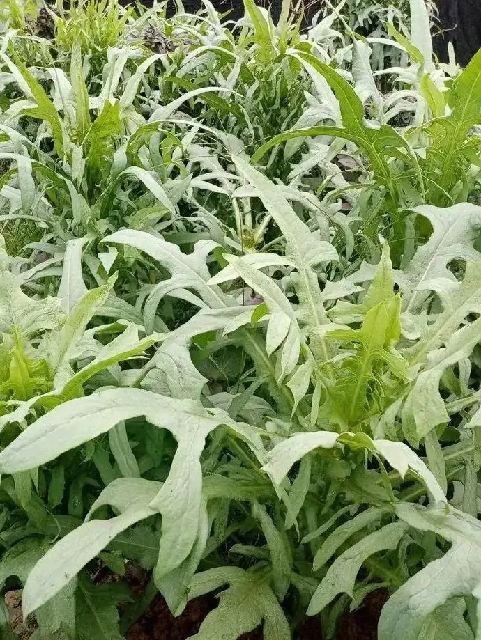 苦菜、苦苣菜、苦荬菜,还有苦麻菜、曲麻菜,你能分得清?(图24) 黄鹌菜和苦荬菜怎么分_苦荬菜_苦荬菜种植技术