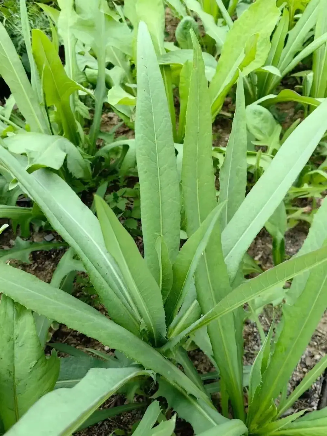 苦菜、苦苣菜、苦荬菜,还有苦麻菜、曲麻菜,你能分得清?(图26) 苦荬菜_黄鹌菜和苦荬菜怎么分_苦荬菜种植技术