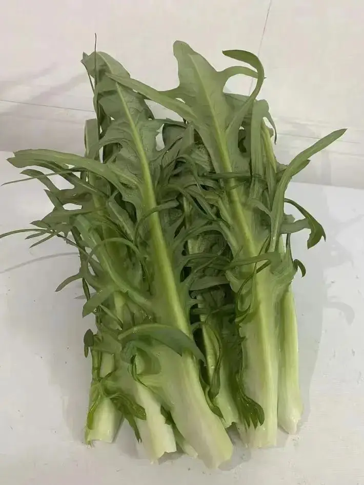 苦菜、苦苣菜、苦荬菜,还有苦麻菜、曲麻菜,你能分得清?(图27) 苦荬菜种植技术_黄鹌菜和苦荬菜怎么分_苦荬菜