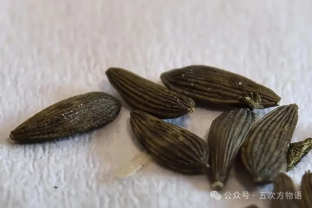 苦菜、苦苣菜、苦荬菜,还有苦麻菜、曲麻菜,你能分得清?(图28) 苦荬菜_黄鹌菜和苦荬菜怎么分_苦荬菜种植技术