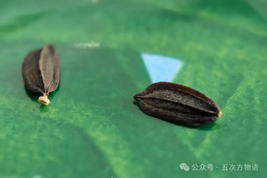 苦菜、苦苣菜、苦荬菜,还有苦麻菜、曲麻菜,你能分得清?(图29) 苦荬菜种植技术_苦荬菜_黄鹌菜和苦荬菜怎么分