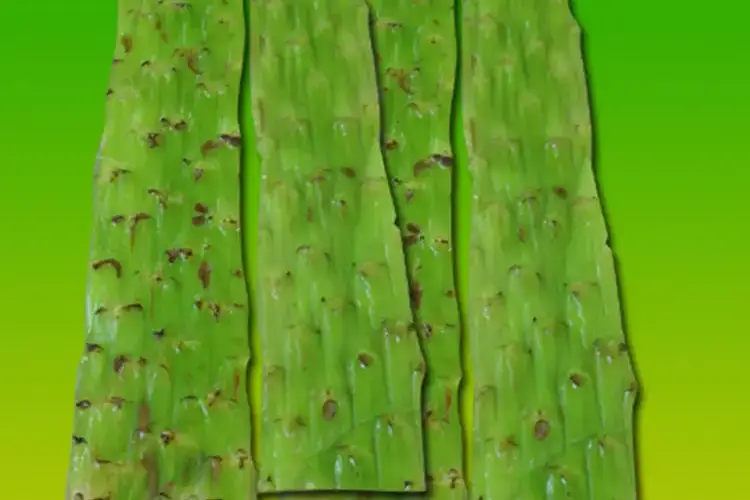 苦菜、苦苣菜、苦荬菜,还有苦麻菜、曲麻菜,你能分得清?(图30) 苦荬菜_黄鹌菜和苦荬菜怎么分_苦荬菜种植技术