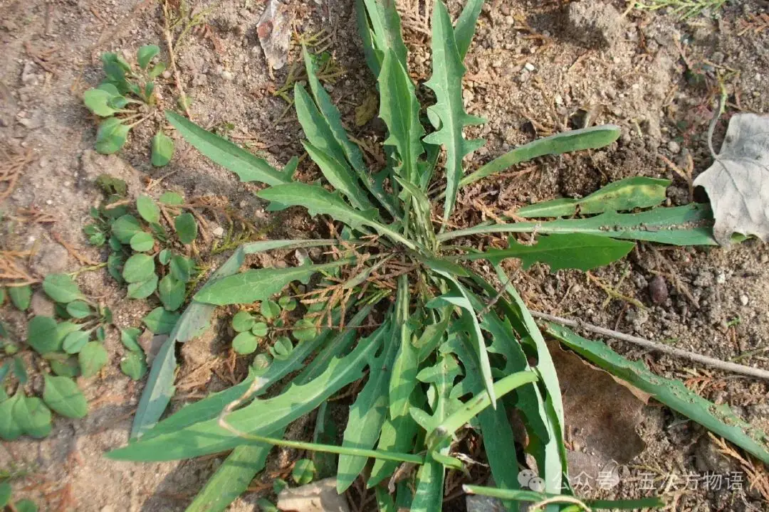 苦菜、苦苣菜、苦荬菜,还有苦麻菜、曲麻菜,你能分得清?(图4) 苦荬菜_黄鹌菜和苦荬菜怎么分_苦荬菜种植技术