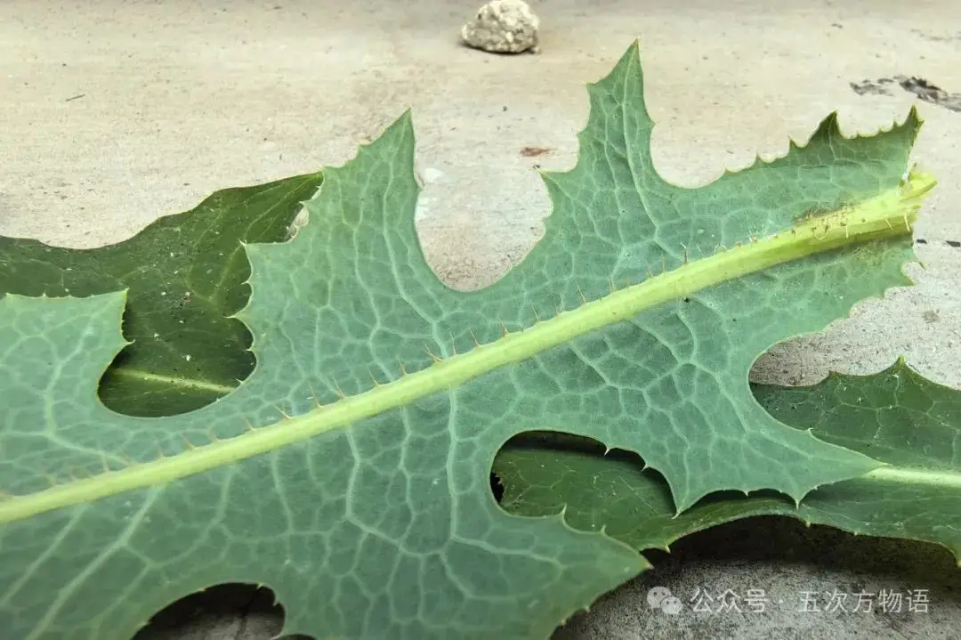 苦菜、苦苣菜、苦荬菜,还有苦麻菜、曲麻菜,你能分得清?(图33) 黄鹌菜和苦荬菜怎么分_苦荬菜_苦荬菜种植技术