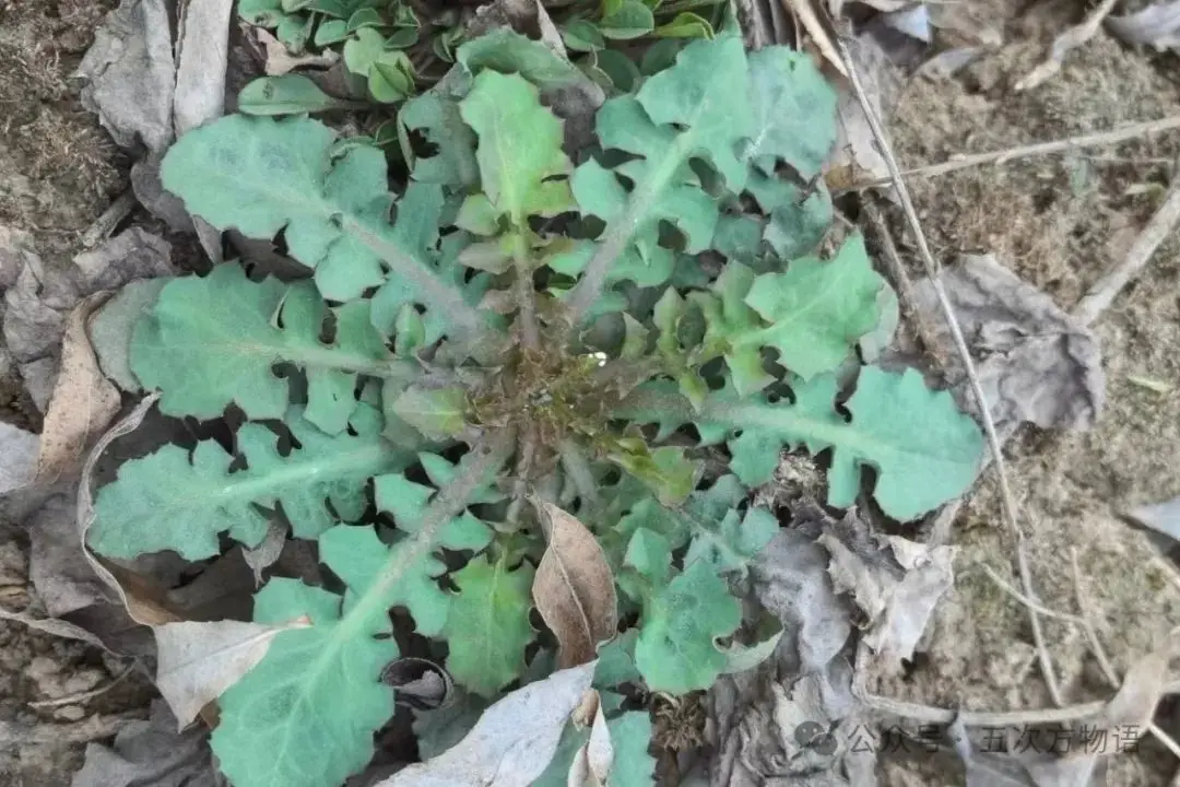 苦菜、苦苣菜、苦荬菜,还有苦麻菜、曲麻菜,你能分得清?(图5) 苦荬菜种植技术_黄鹌菜和苦荬菜怎么分_苦荬菜