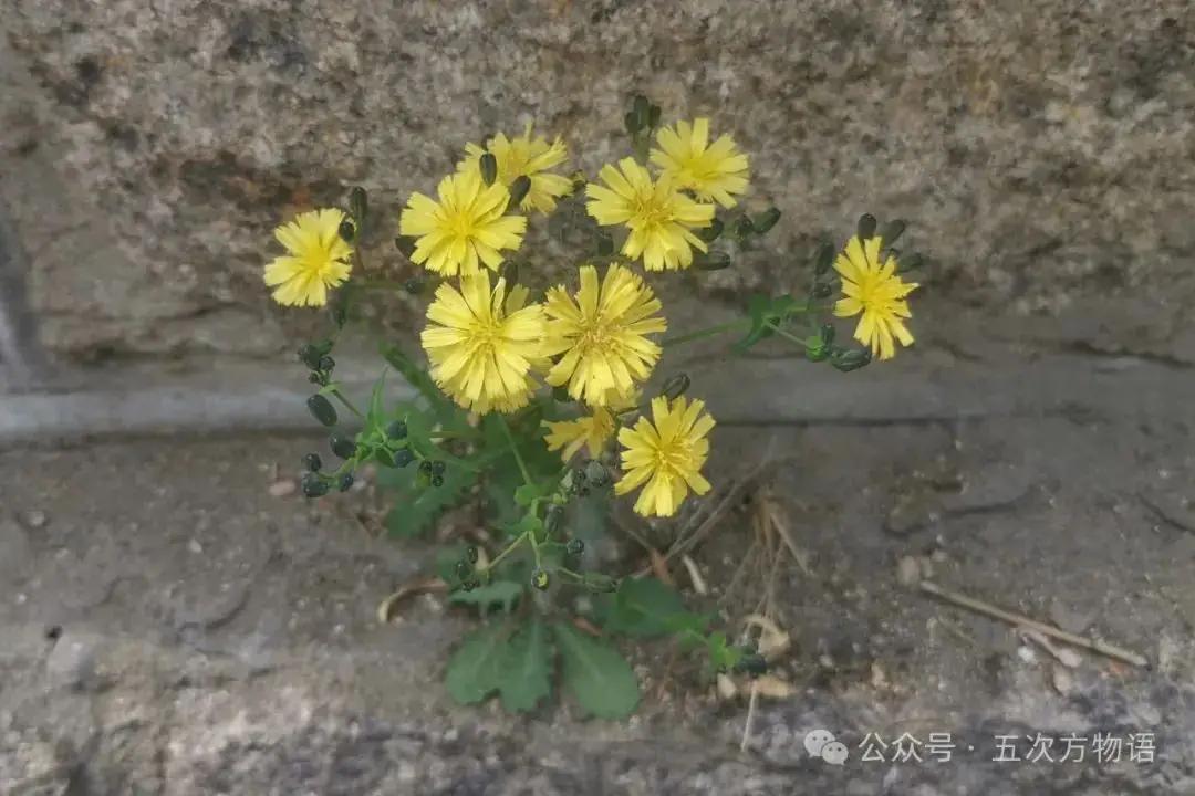 苦菜、苦苣菜、苦荬菜,还有苦麻菜、曲麻菜,你能分得清?(图6) 苦荬菜种植技术_黄鹌菜和苦荬菜怎么分_苦荬菜