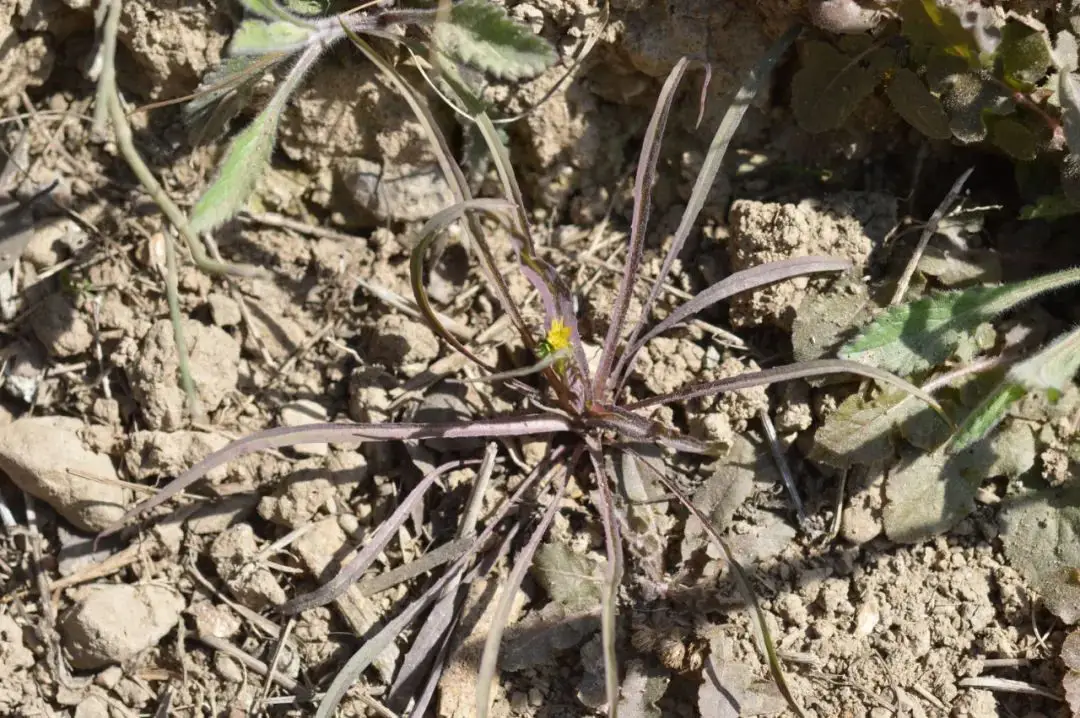 苦菜、苦苣菜、苦荬菜,还有苦麻菜、曲麻菜,你能分得清?(图7) 苦荬菜种植技术_黄鹌菜和苦荬菜怎么分_苦荬菜