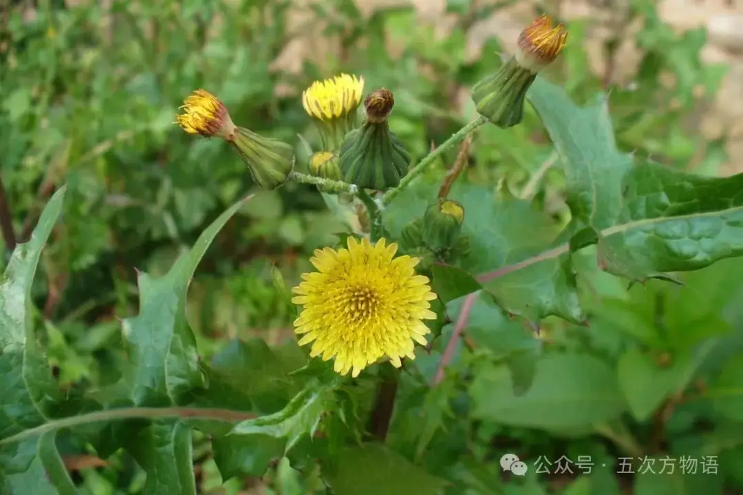苦菜、苦苣菜、苦荬菜,还有苦麻菜、曲麻菜,你能分得清?(图8) 苦荬菜种植技术_苦荬菜_黄鹌菜和苦荬菜怎么分