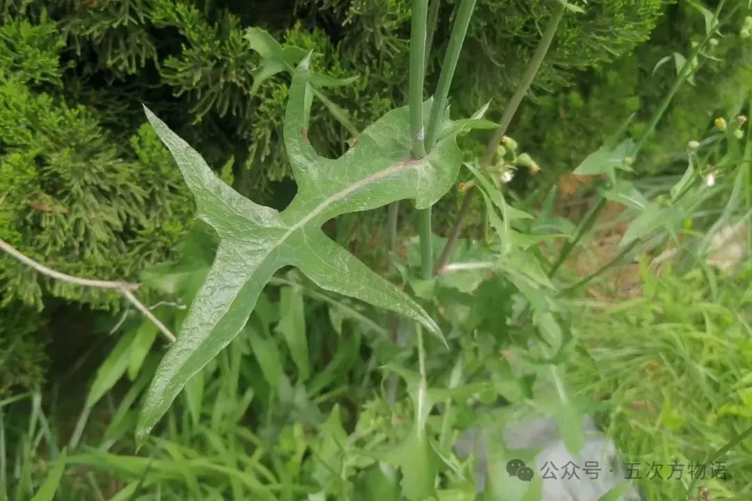 苦菜、苦苣菜、苦荬菜,还有苦麻菜、曲麻菜,你能分得清?(图9) 黄鹌菜和苦荬菜怎么分_苦荬菜种植技术_苦荬菜