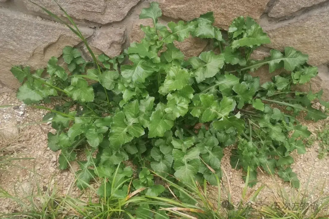 苦菜、苦苣菜、苦荬菜,还有苦麻菜、曲麻菜,你能分得清?(图10) 苦荬菜_苦荬菜种植技术_黄鹌菜和苦荬菜怎么分