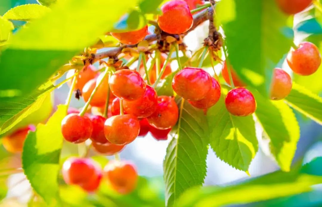 仅售2080元,5月出发,山东樱桃采摘季,中朝边境丹东、青岛、宜居威海、仙境蓬莱、魅力烟台、浪漫大连、旅顺双飞纯玩7日游(图1) 大连怡东建筑装饰工程有限公司_大连怡居装饰_大连装饰