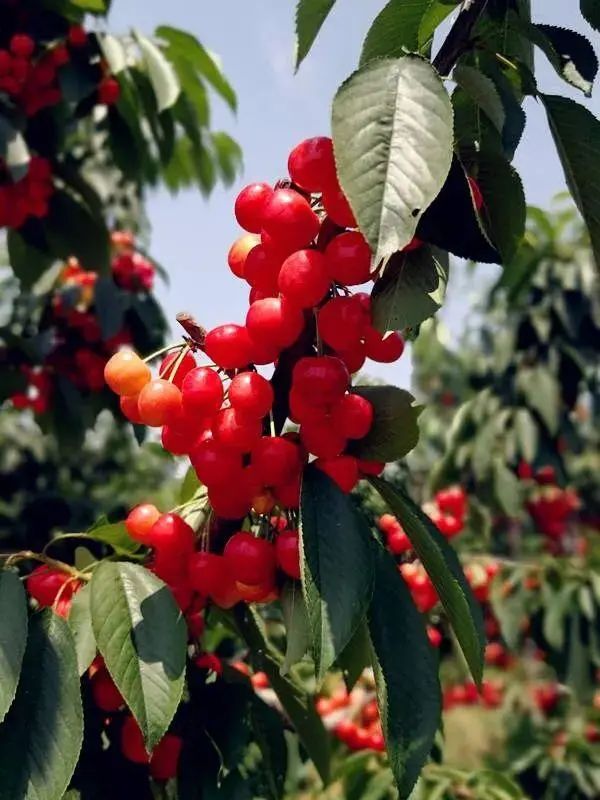 仅售2080元,5月出发,山东樱桃采摘季,中朝边境丹东、青岛、宜居威海、仙境蓬莱、魅力烟台、浪漫大连、旅顺双飞纯玩7日游(图3) 大连装饰_大连怡居装饰_大连怡东建筑装饰工程有限公司