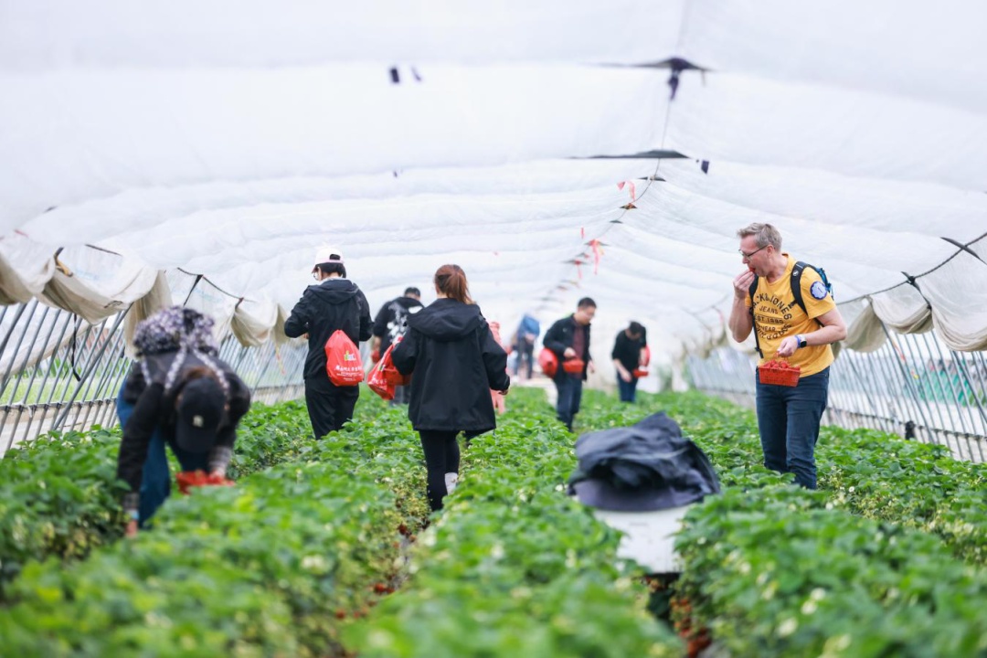 第二批上海市级乡村旅游重点村名单公布,金山这里上榜→(图16) 上海金山山阳农业基地_上海金山农业网_上海金山农庄