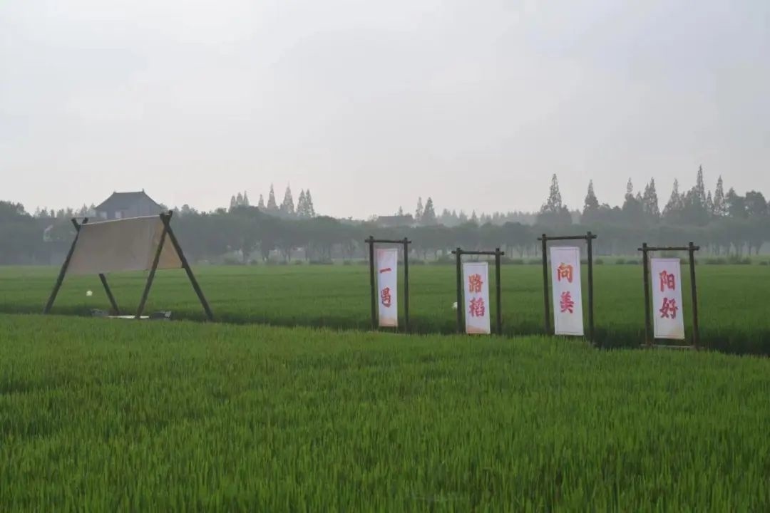 第二批上海市级乡村旅游重点村名单公布,金山这里上榜→(图21) 上海金山农业网_上海金山农庄_上海金山山阳农业基地