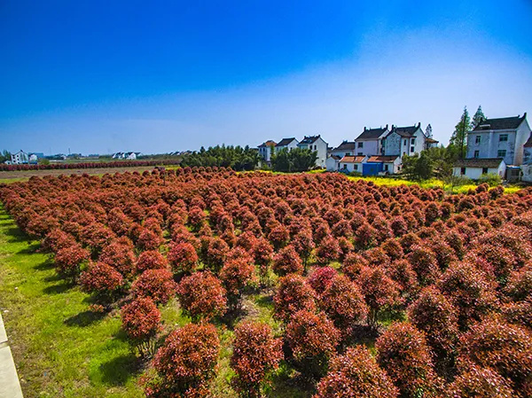 长三角28条美丽休闲乡村旅游路线,金山这两条你都去过吗?(图17) 上海金山山阳农业基地_上海金山农业生态园_上海金山农业网