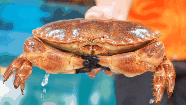 【朱雀大街】豪霸餐厅吃遍海陆盛宴!仅188吃666元【君悦酒道馆】3-4人盛宴!清蒸面包蟹、茶香焗基围虾、广式白切鸡(图7) 广式白切鸡_广式白切鸡的制作过程_广式白切鸡图片