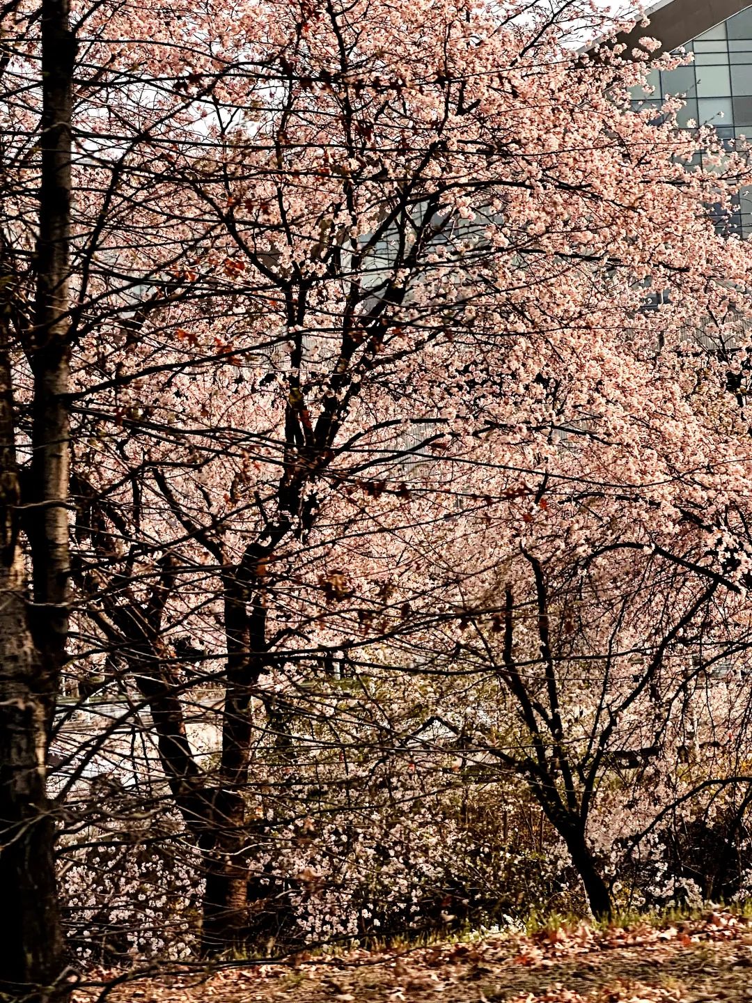 战利品分享!这里太好逛太好买了(图55) 韩国文具店装修_韩国文具店artbox加盟_韩国文具店装修效果图