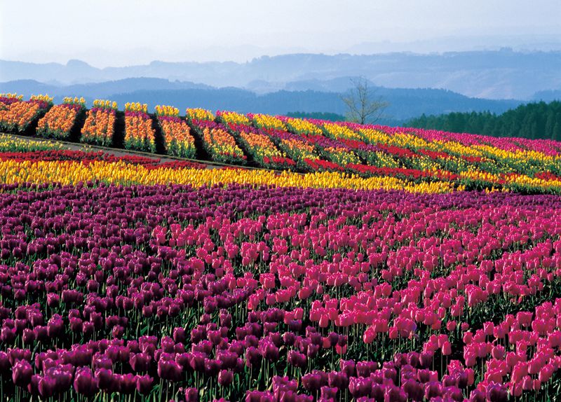 上海到熊本7天游_到熊本旅行价钱_熊本旅行结婚